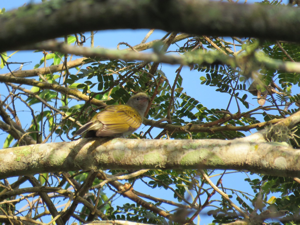 Lesser Honeyguide - ML646045386