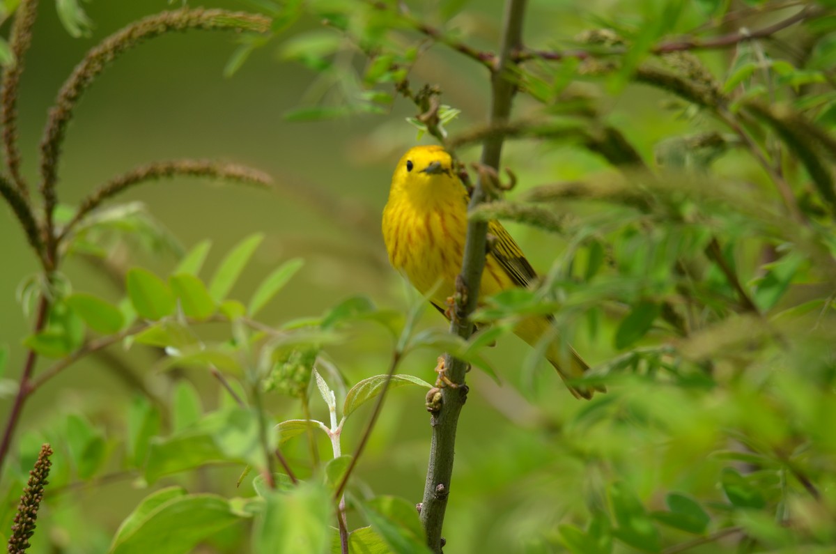 Northern Yellow Warbler - ML646045388