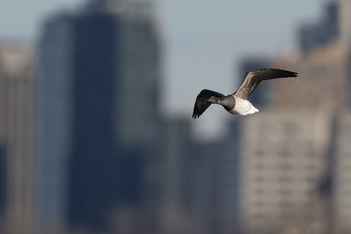 Brant (Pale-bellied) - ML646045389