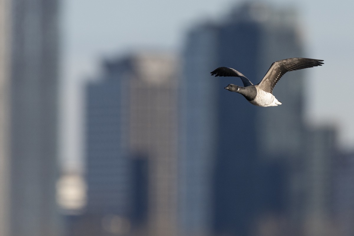 Brant (Pale-bellied) - ML646045390