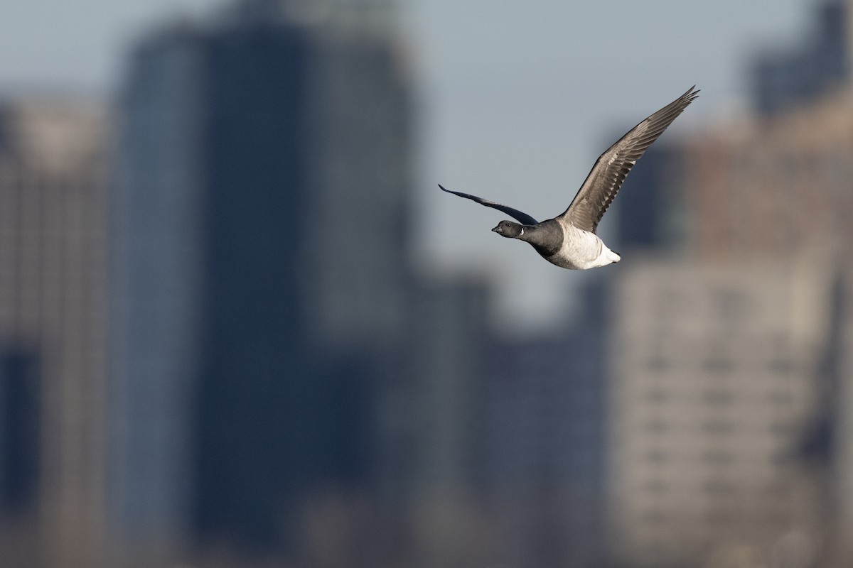 Brant (Pale-bellied) - ML646045391