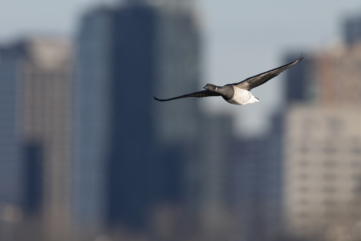 Brant (Pale-bellied) - ML646045392