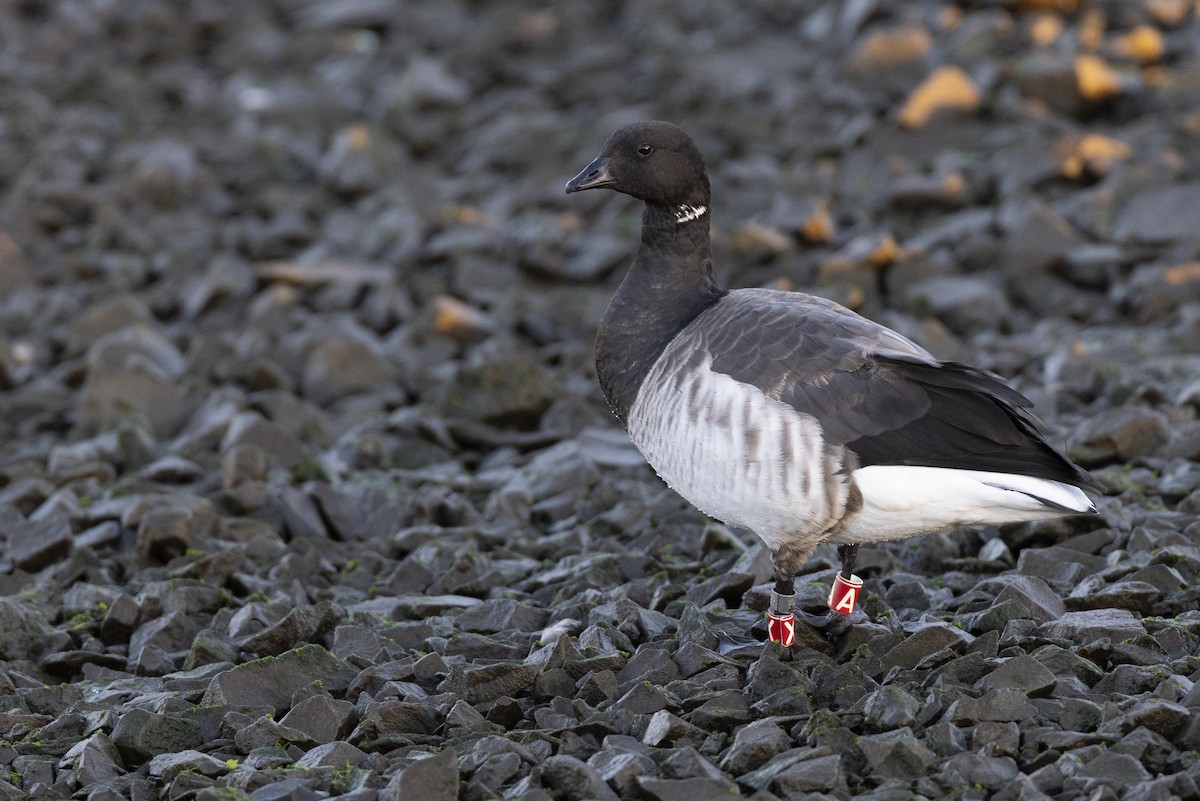 Brant (Pale-bellied) - ML646045393