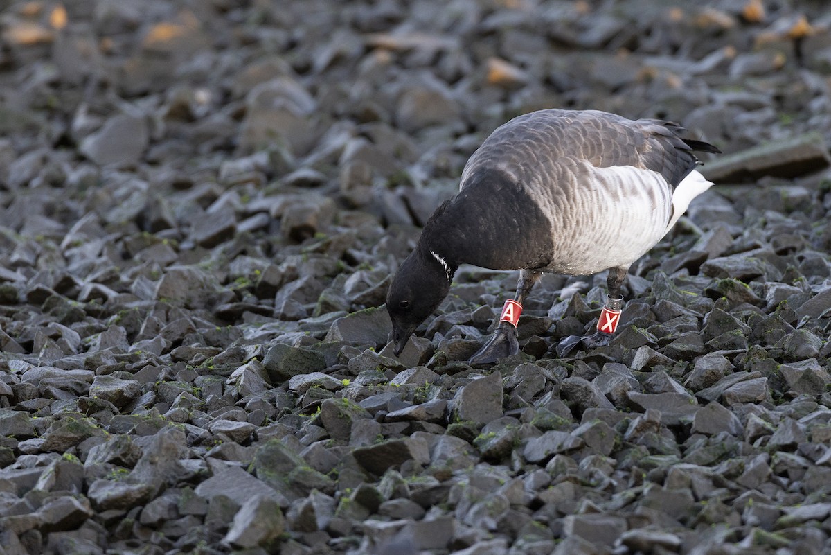 Brant (Pale-bellied) - ML646045396