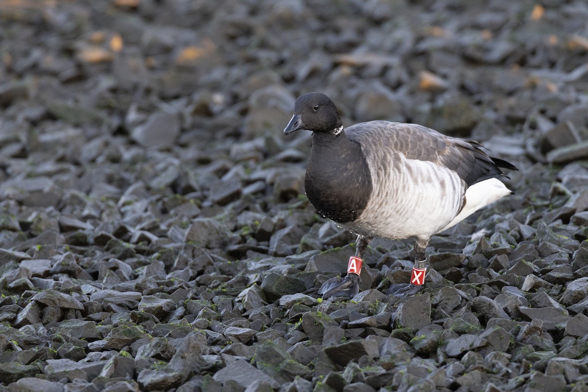 Brant (Pale-bellied) - ML646045397