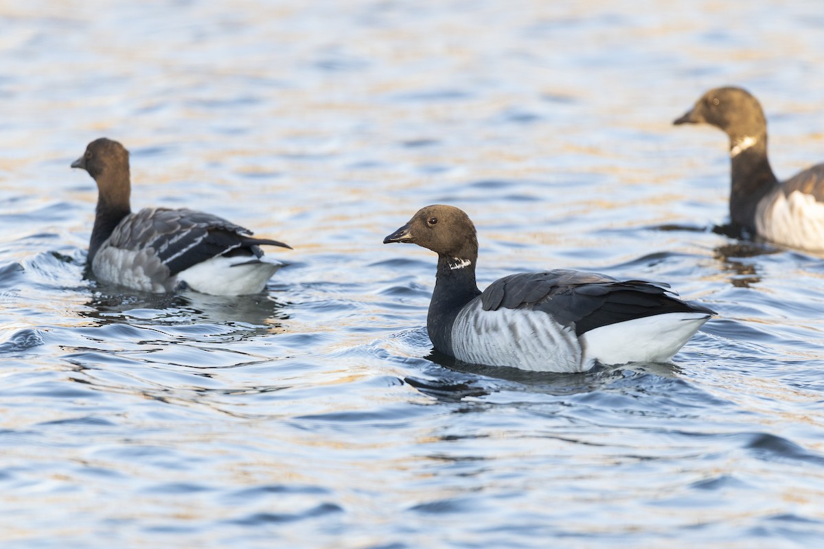 Brant (Pale-bellied) - ML646045398