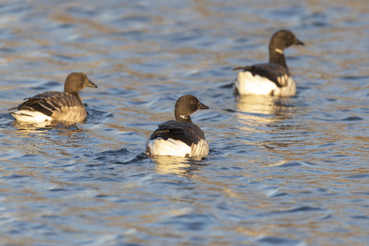 Brant (Pale-bellied) - ML646045399
