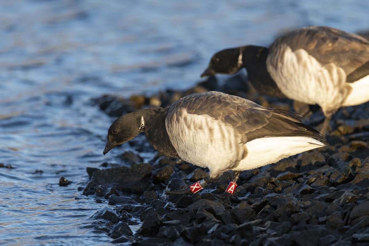 Brant (Pale-bellied) - ML646045400