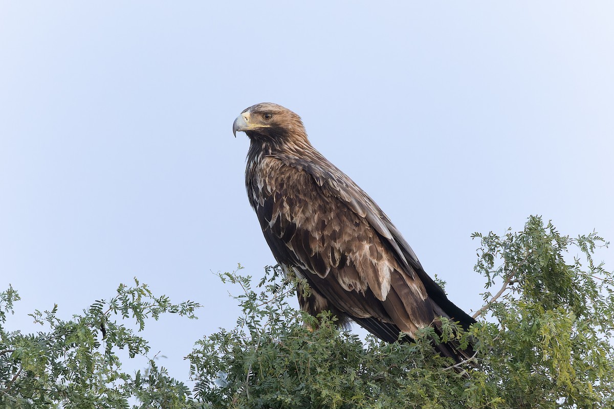 Imperial Eagle - ML646045401