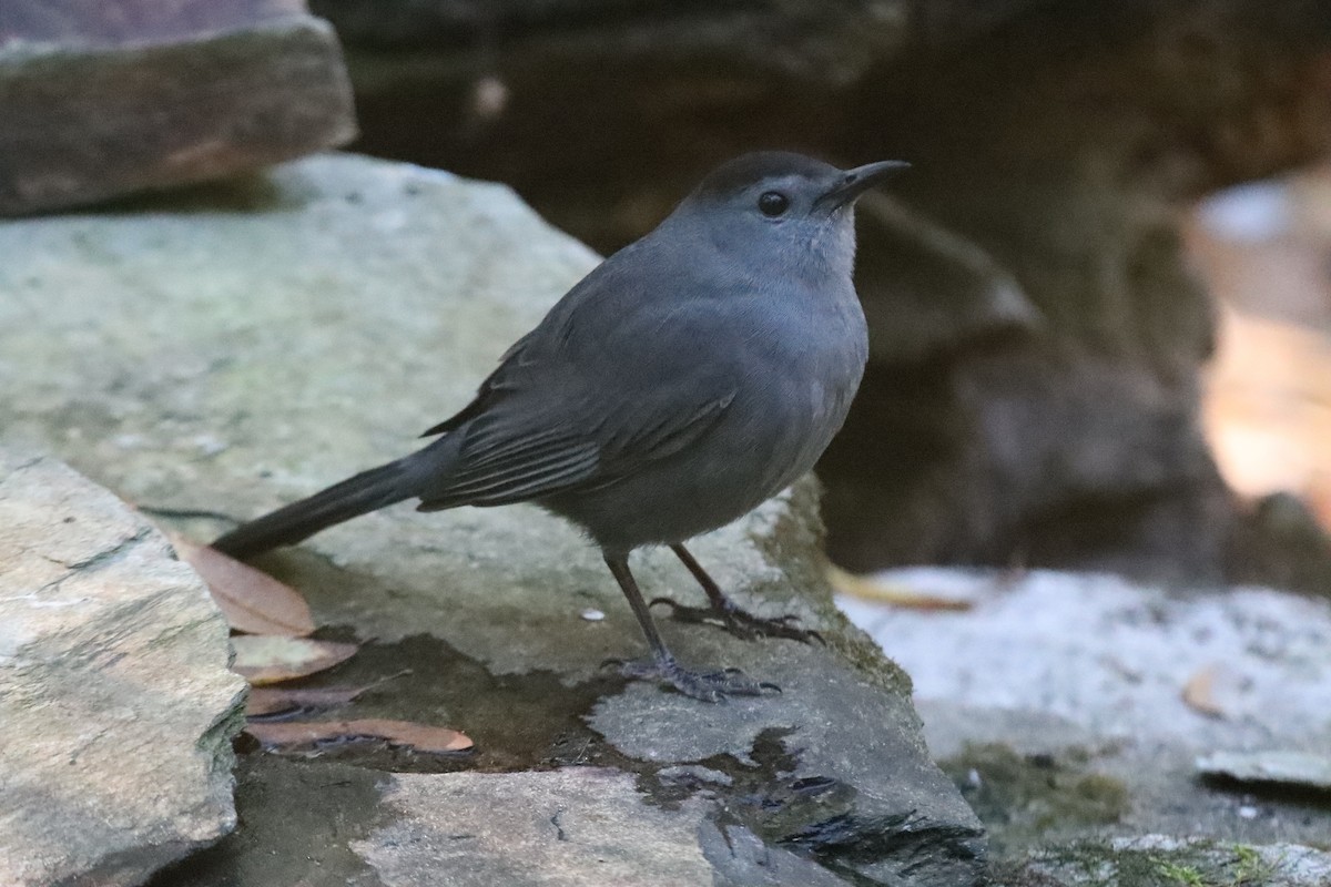 Gray Catbird - ML646045405