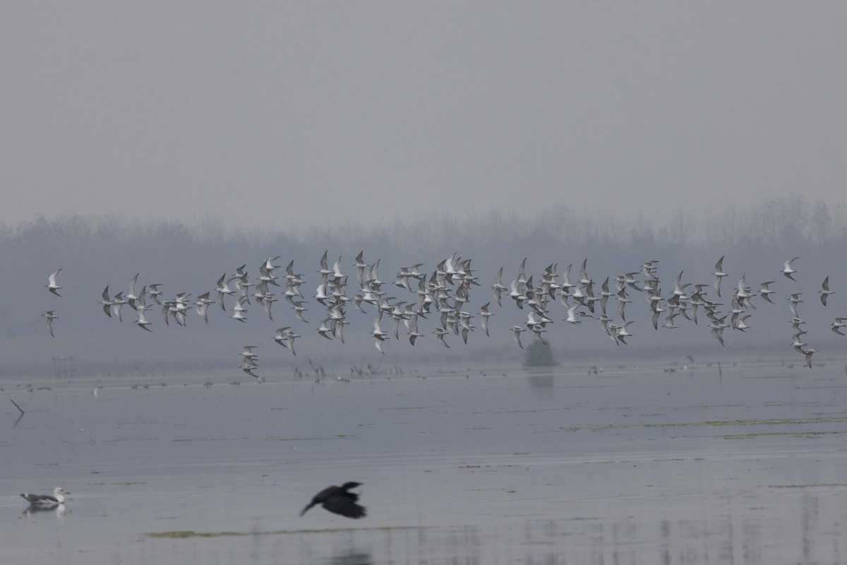 Whiskered Tern - ML646045407