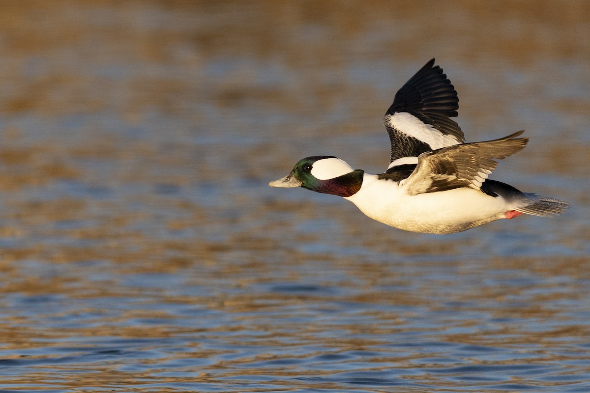 Bufflehead - ML646045408