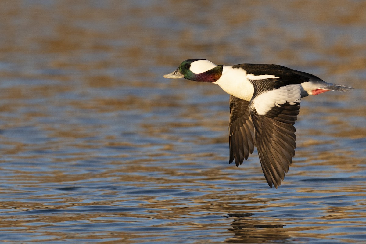 Bufflehead - ML646045409