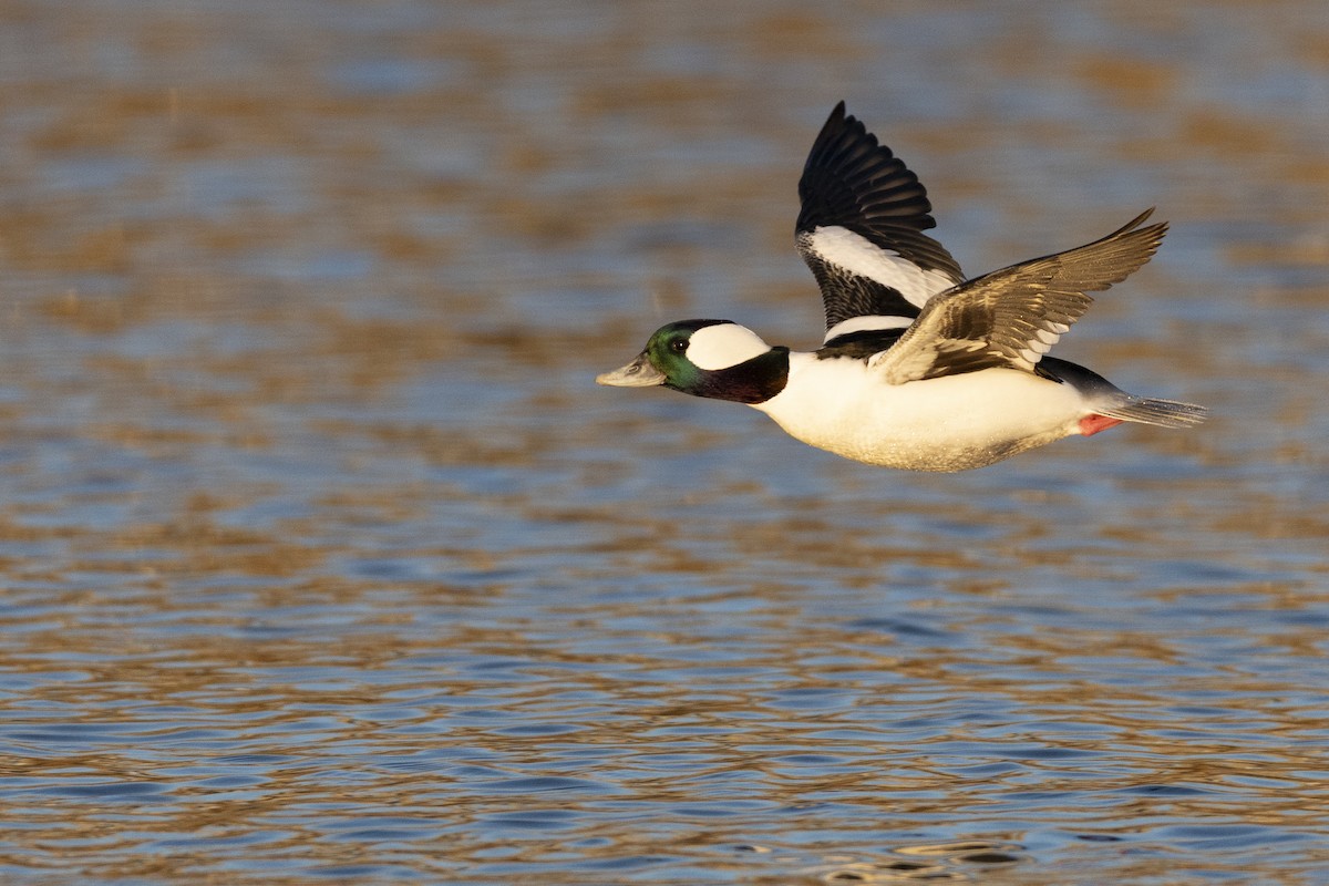 Bufflehead - ML646045410