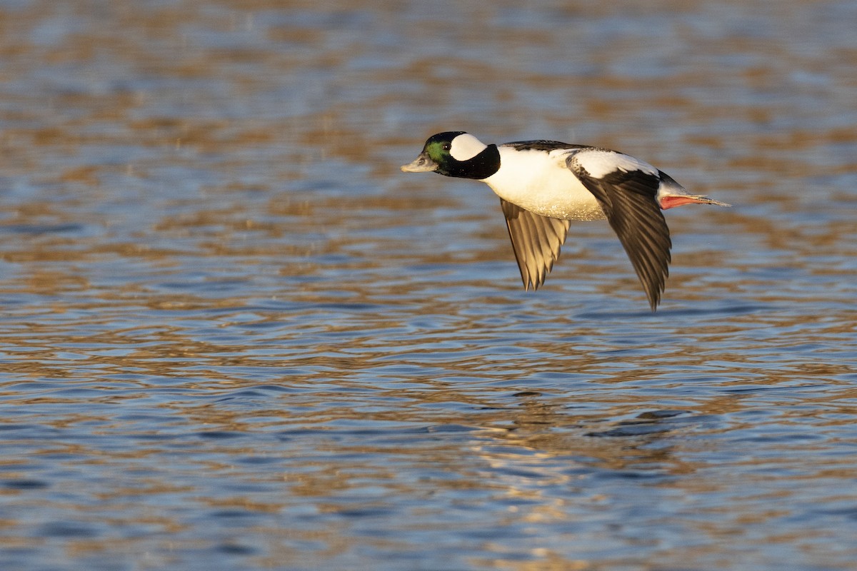 Bufflehead - ML646045413