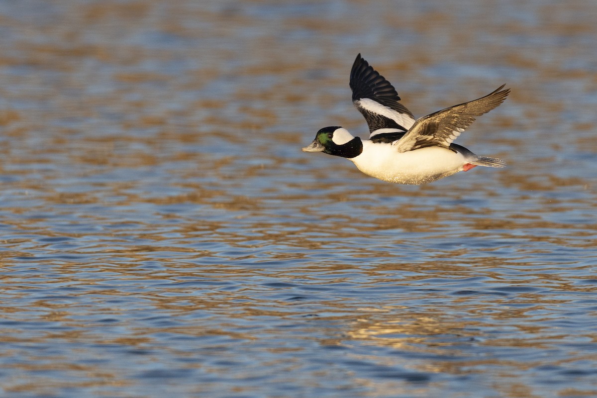 Bufflehead - ML646045414