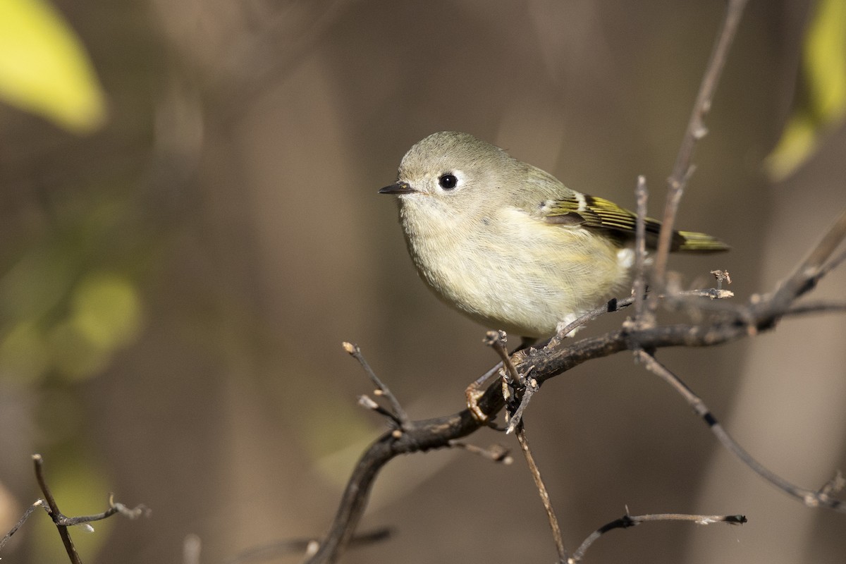 Ruby-crowned Kinglet - ML646045428