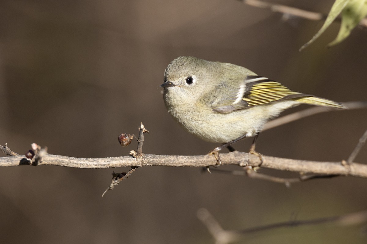 Ruby-crowned Kinglet - ML646045429