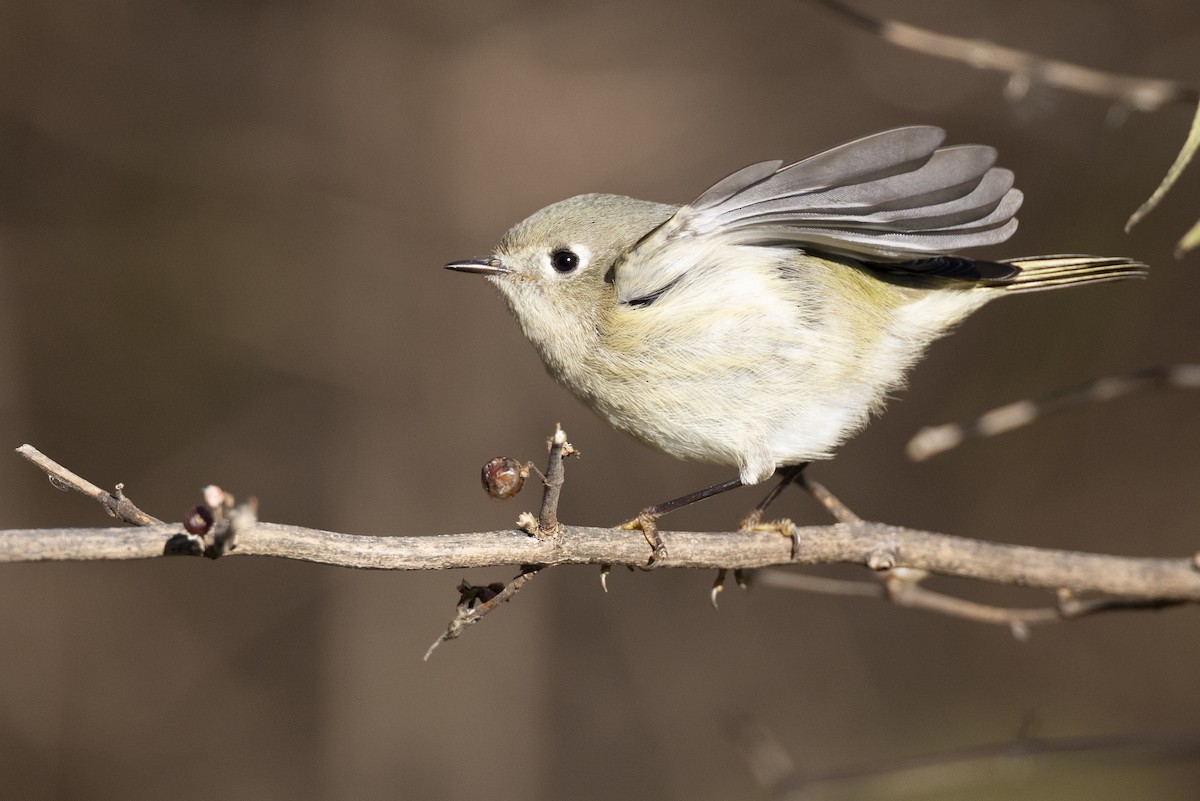 Ruby-crowned Kinglet - ML646045430