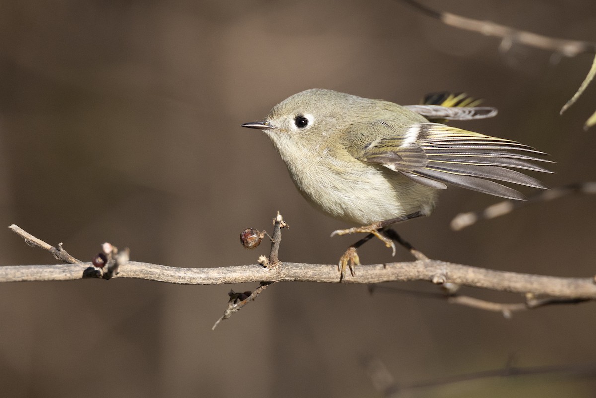 Ruby-crowned Kinglet - ML646045431