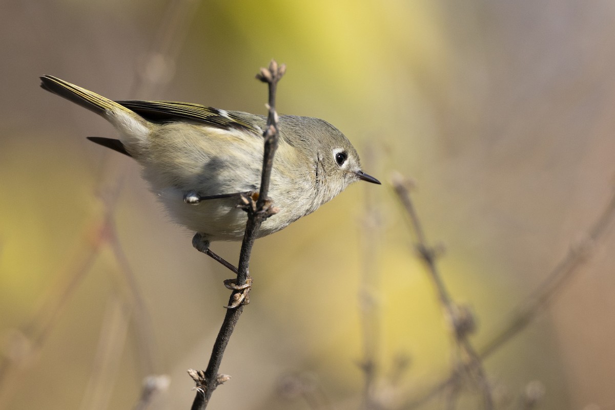 Ruby-crowned Kinglet - ML646045432