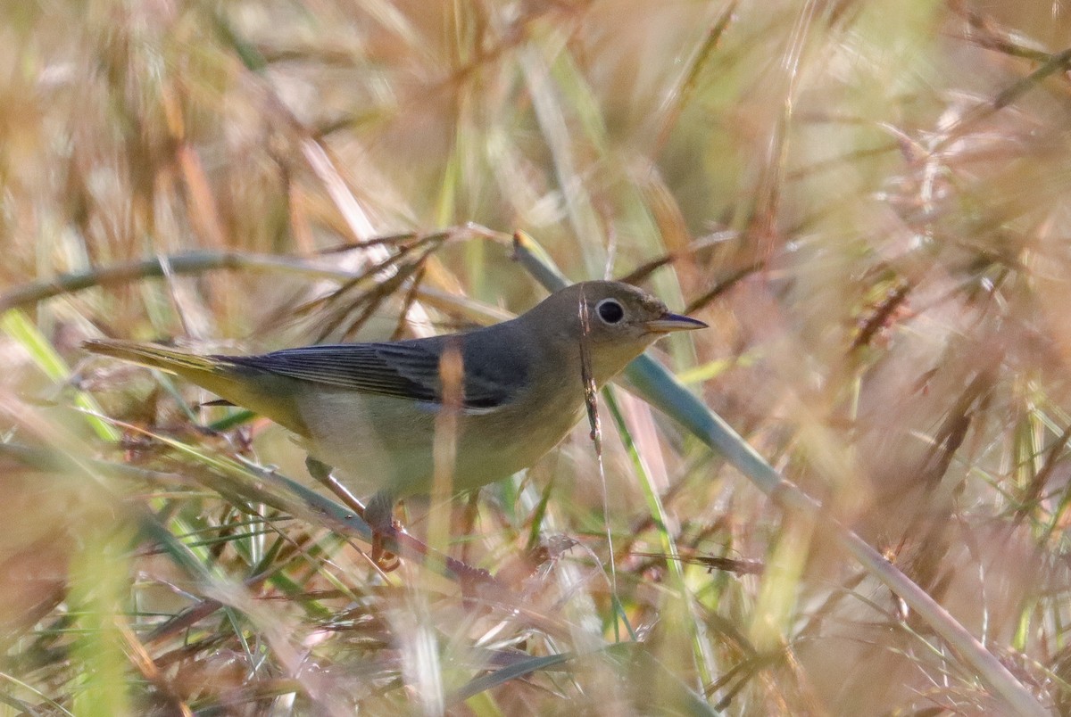 lesňáček žlutý - ML646045434