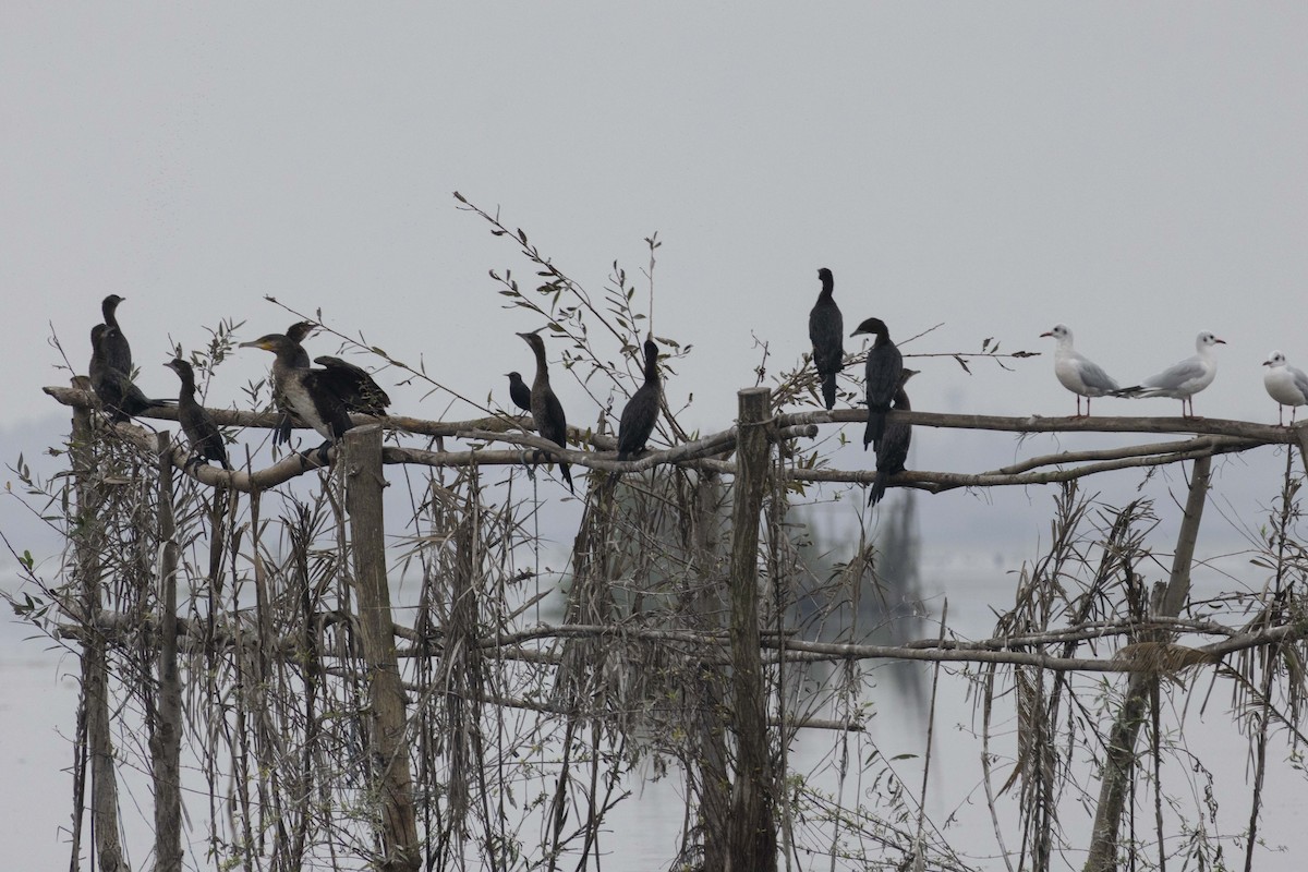 コビトウ - ML646045441