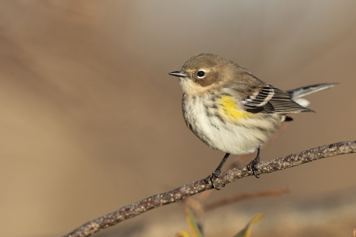 キヅタアメリカムシクイ（coronata） - ML646045450