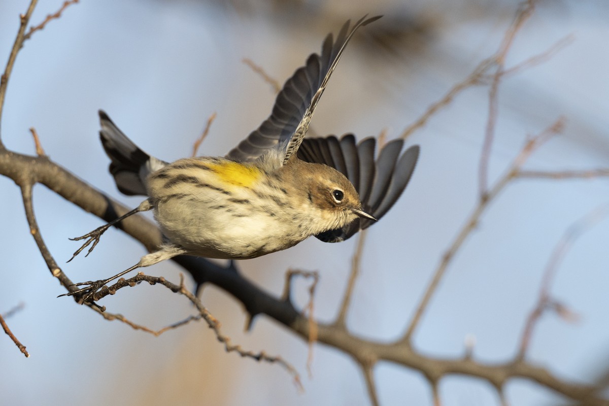 キヅタアメリカムシクイ（coronata） - ML646045454