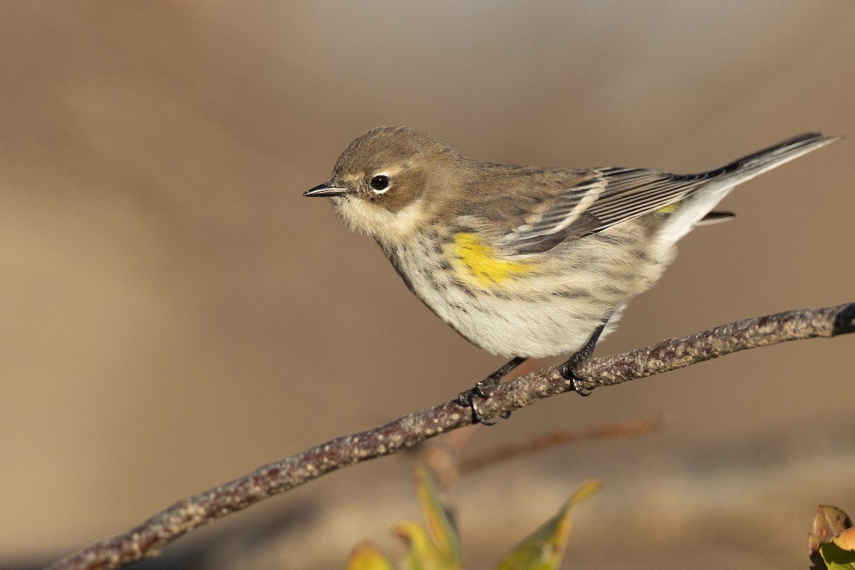 キヅタアメリカムシクイ（coronata） - ML646045455