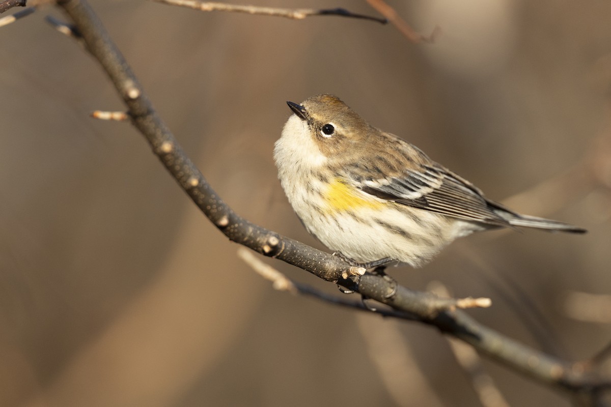 キヅタアメリカムシクイ（coronata） - ML646045456