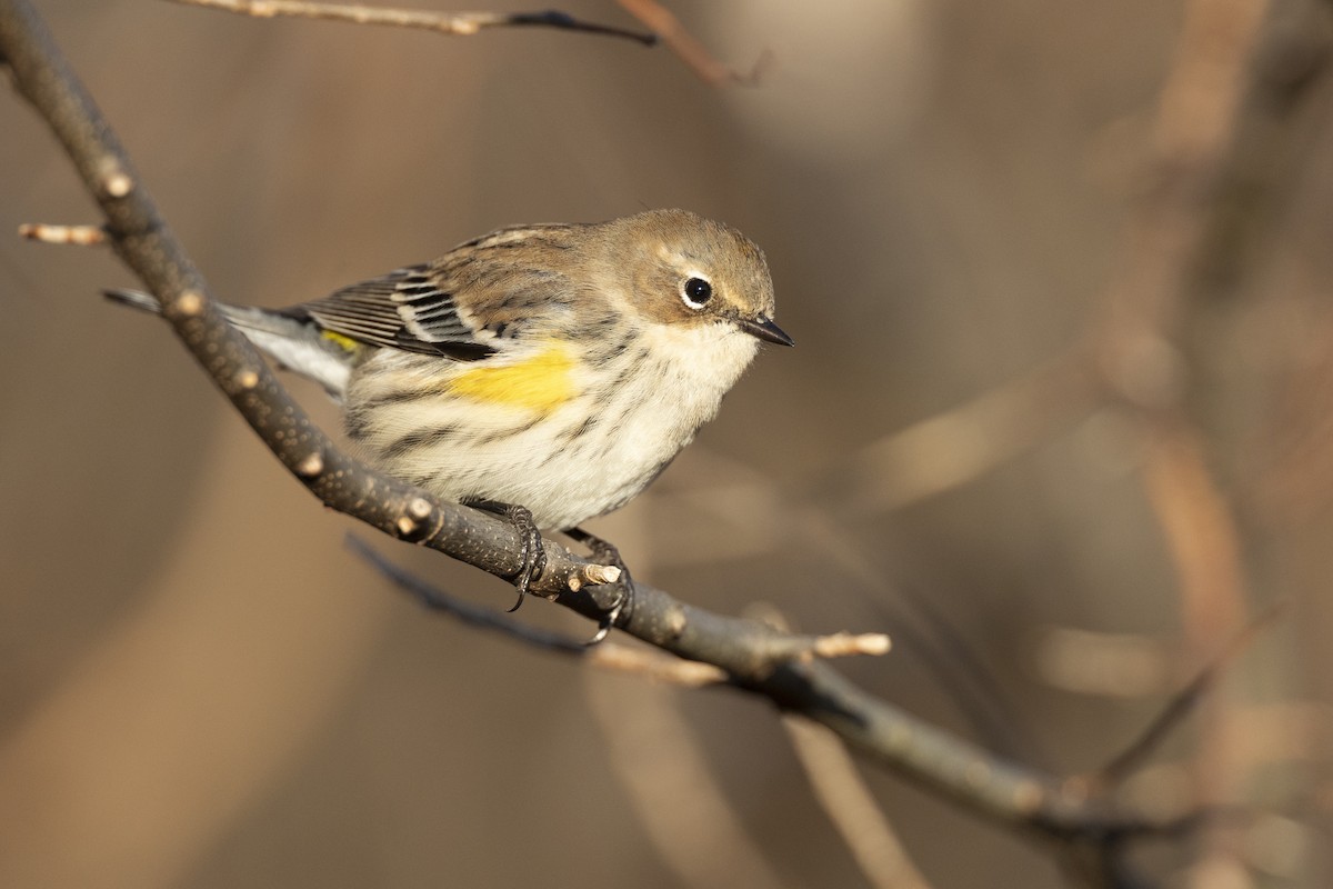キヅタアメリカムシクイ（coronata） - ML646045457