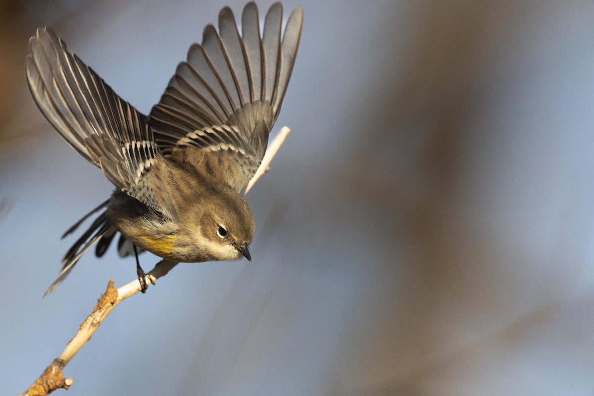 キヅタアメリカムシクイ（coronata） - ML646045458