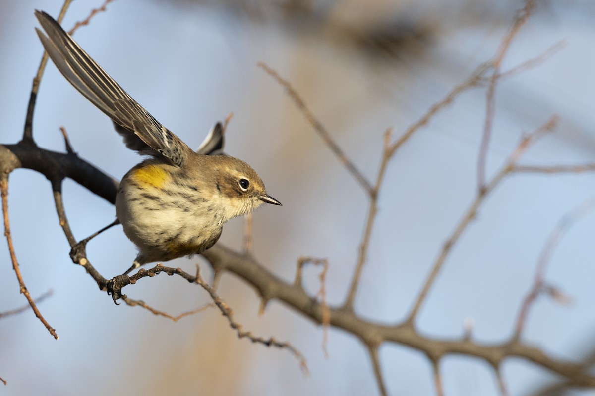 キヅタアメリカムシクイ（coronata） - ML646045459