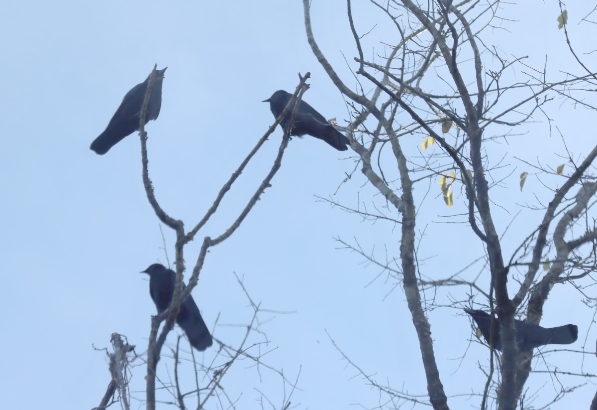 vrána americká - ML646045460