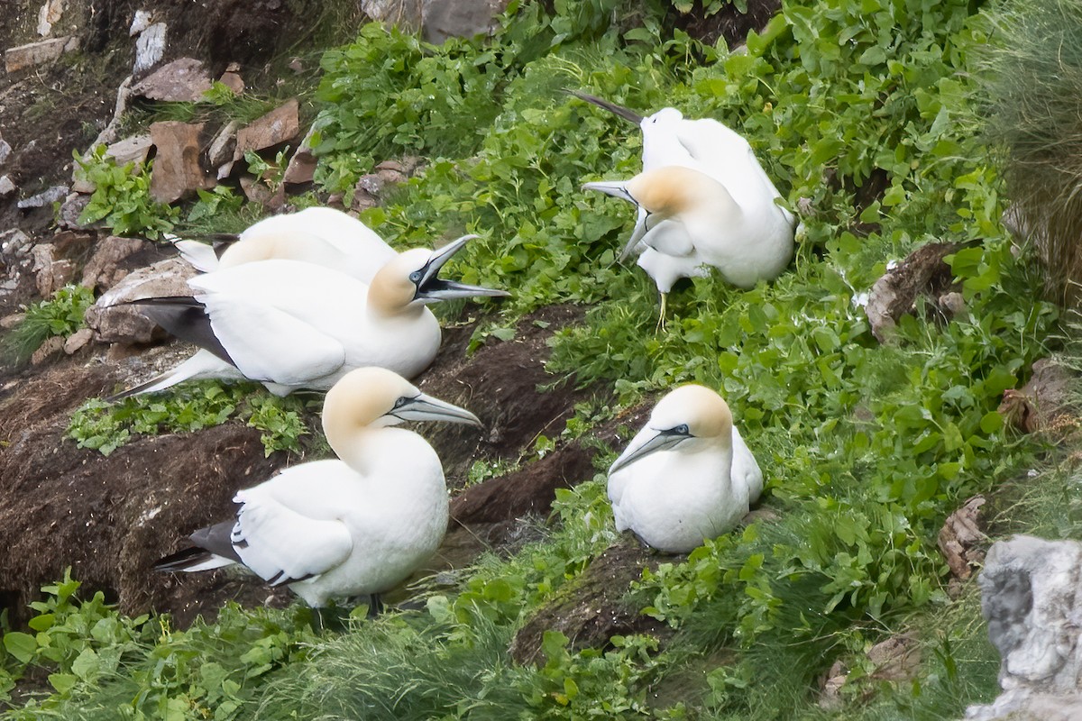 シロカツオドリ - ML646045462