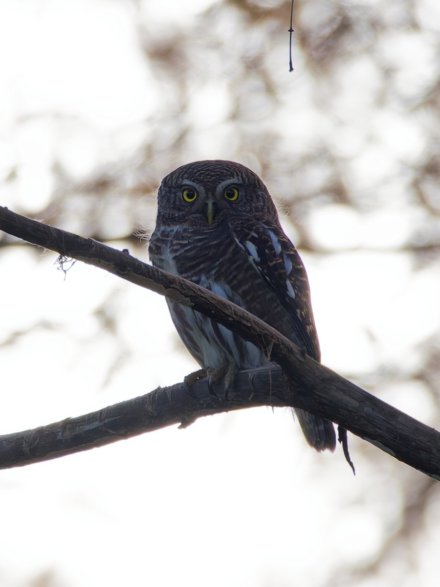 オオスズメフクロウ - ML646045464