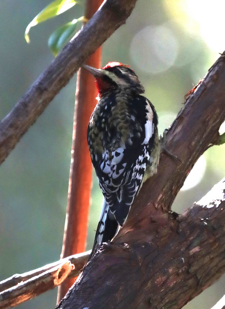 シルスイキツツキ - ML646045465