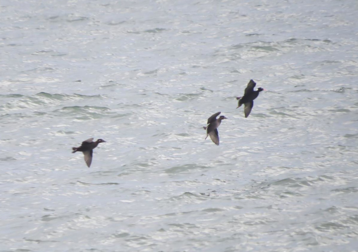 アラナミキンクロ - ML646045466