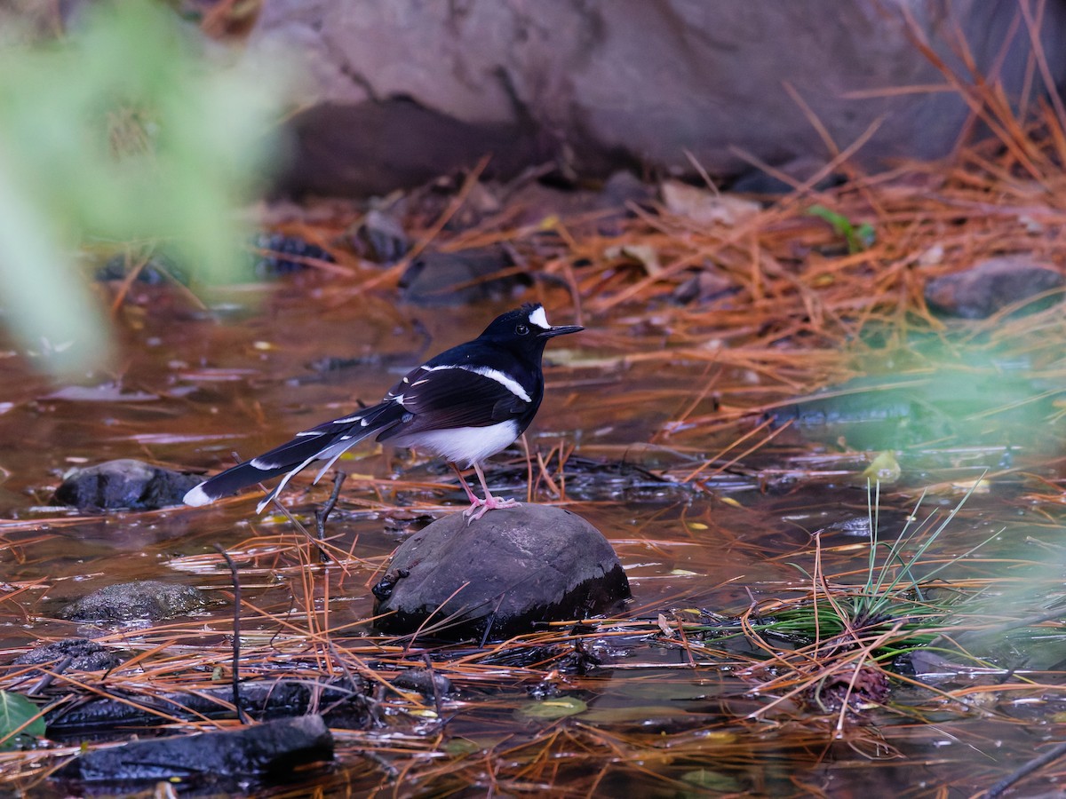 Weißscheitel-Scherenschwanz - ML646045467