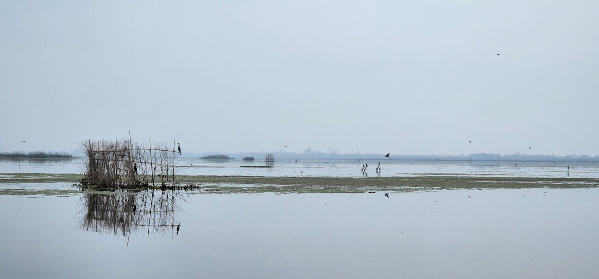 コビトウ - ML646045469