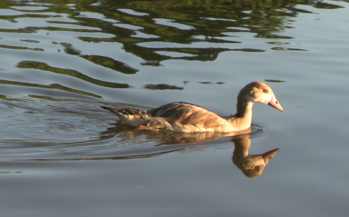 エジプトガン - ML646045470