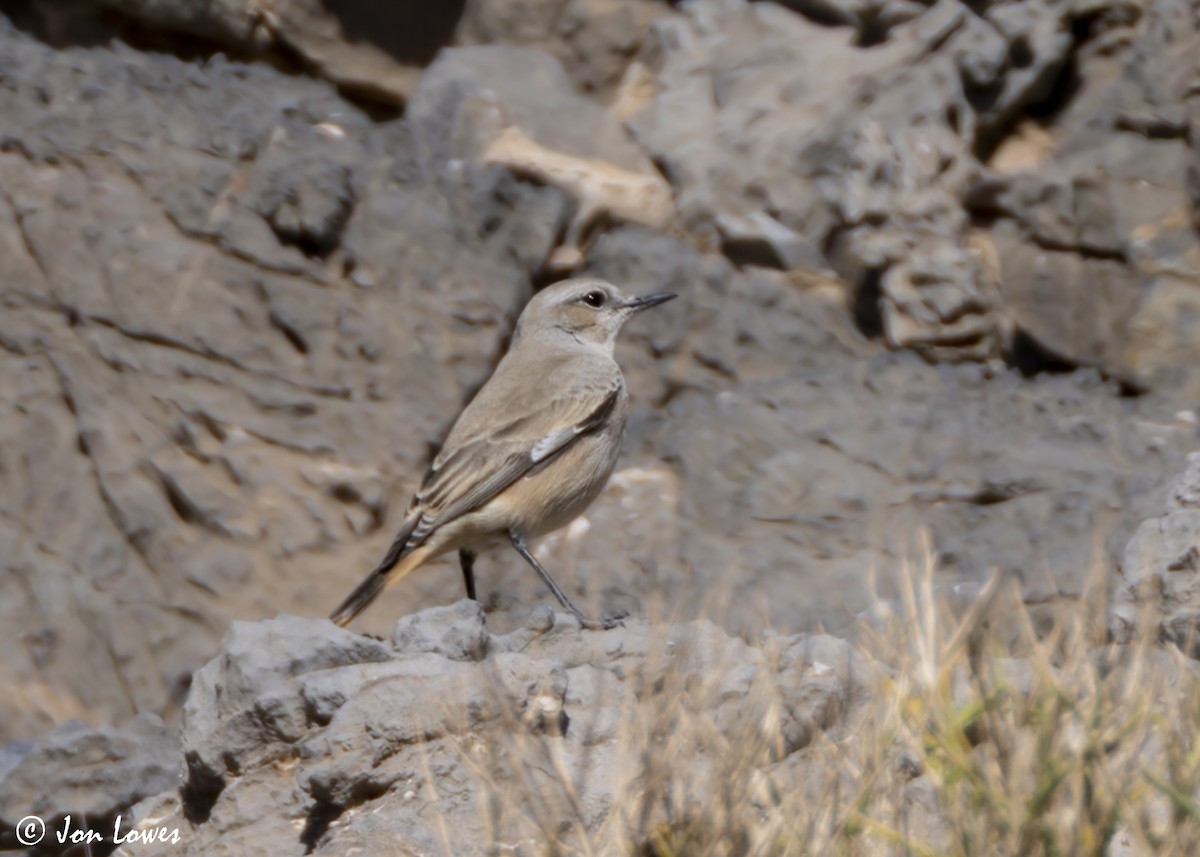 ペルシアサバクヒタキ - ML646045471