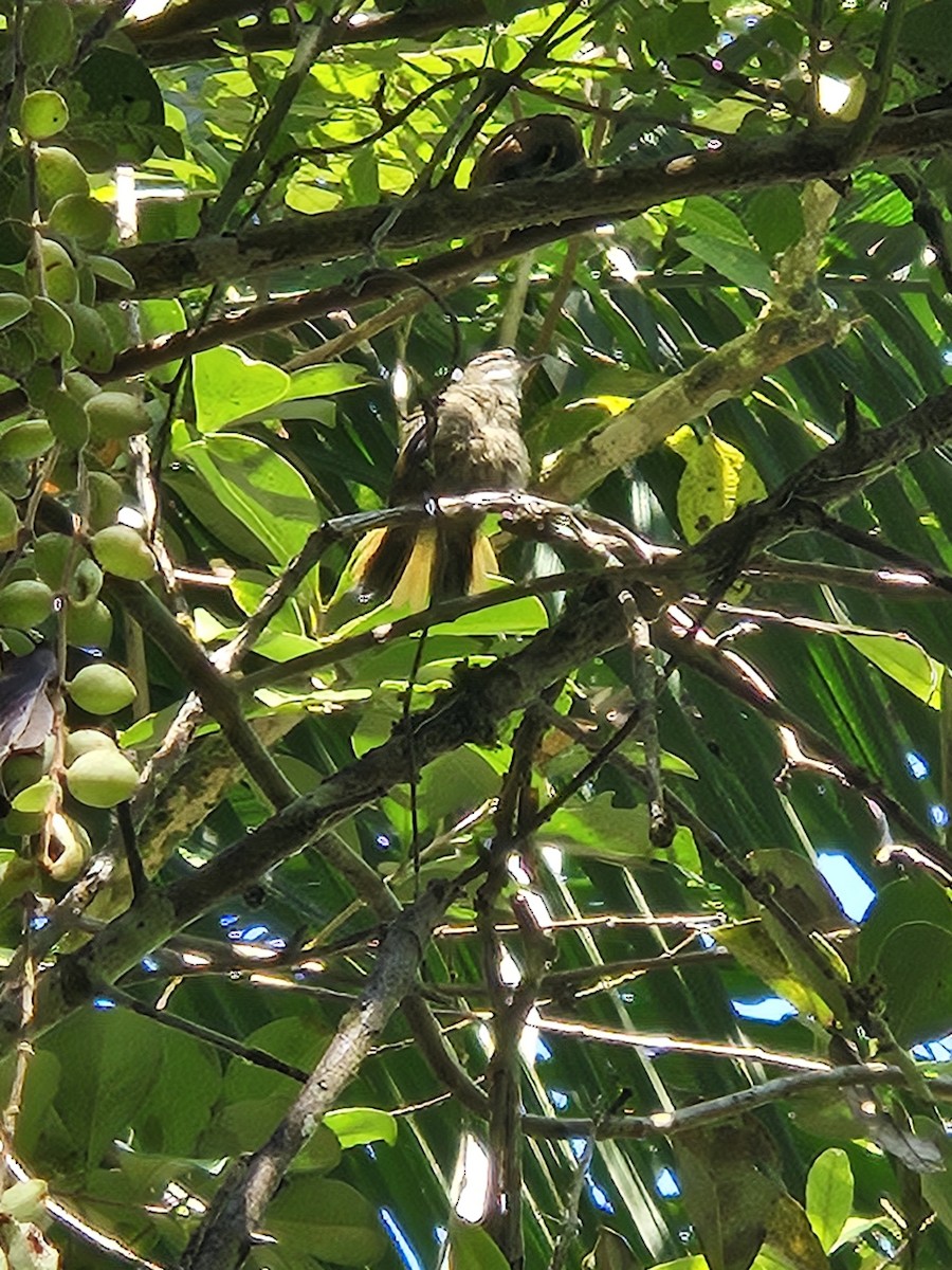 Atlantic Plain-Xenops - ML646045472