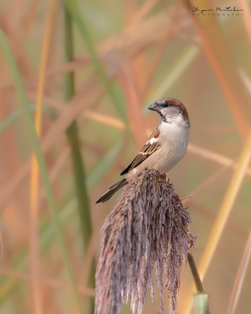 インダススズメ - ML646045475