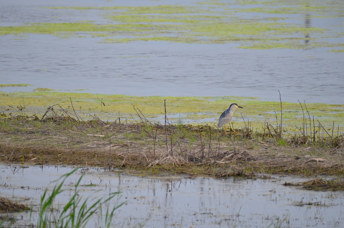 ゴイサギ - ML646045476