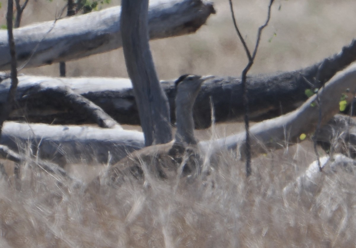 オーストラリアオオノガン - ML646045477