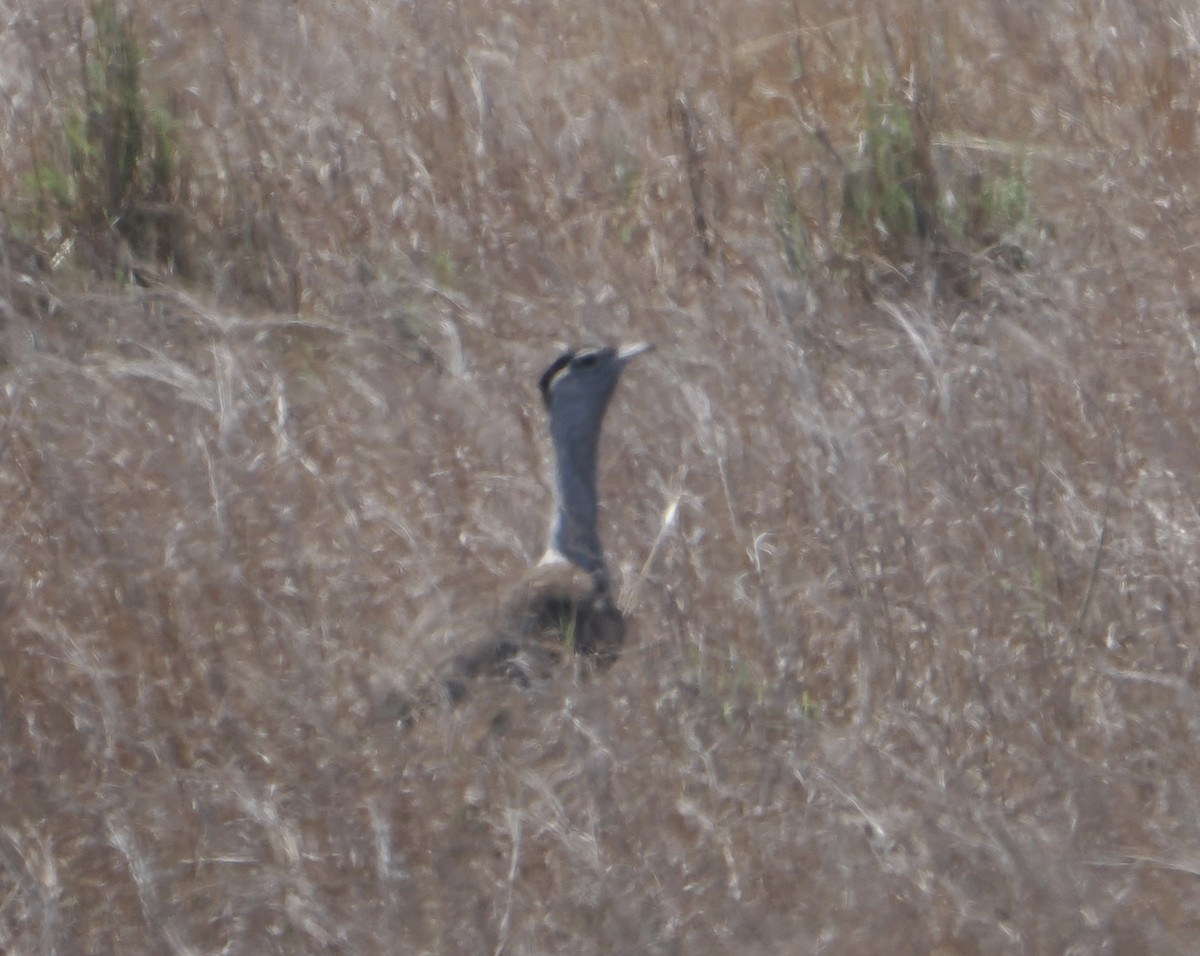 オーストラリアオオノガン - ML646045478