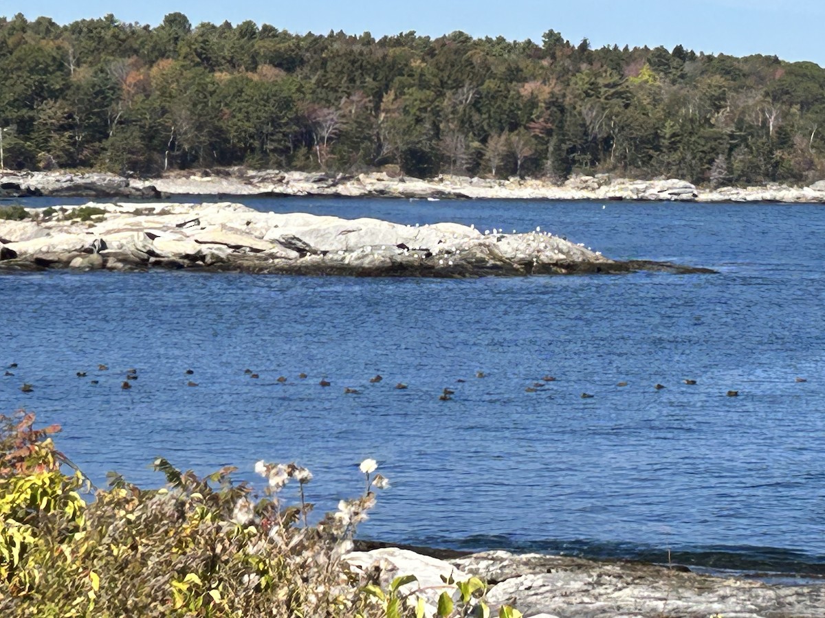 ホンケワタガモ - ML646045480