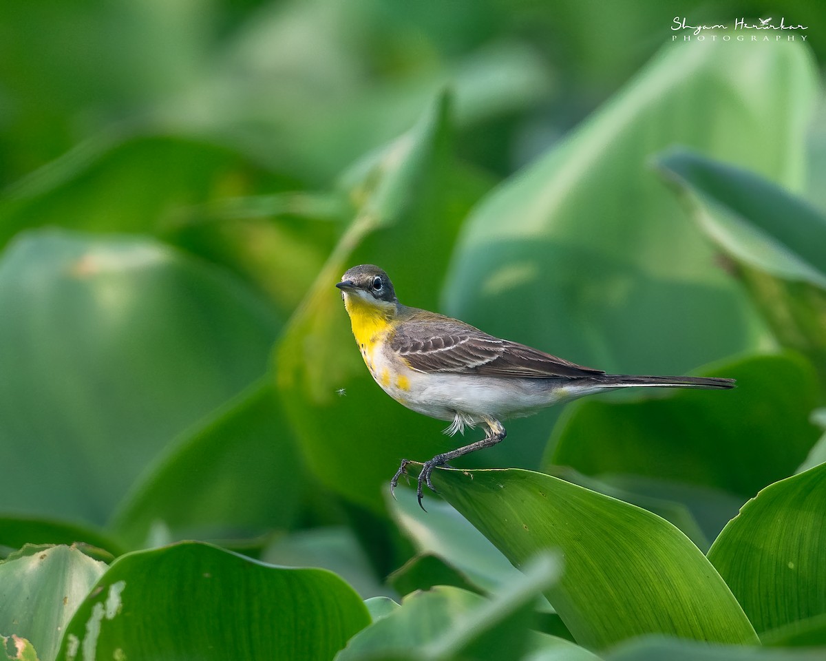 konipas luční - ML646045488